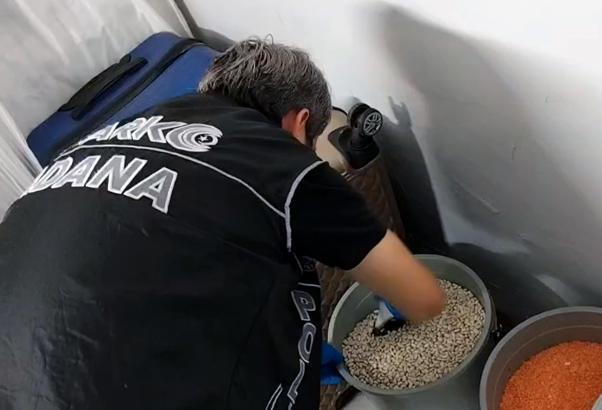 Kilerdeki kuru fasulye kovasından bonzai çıktı