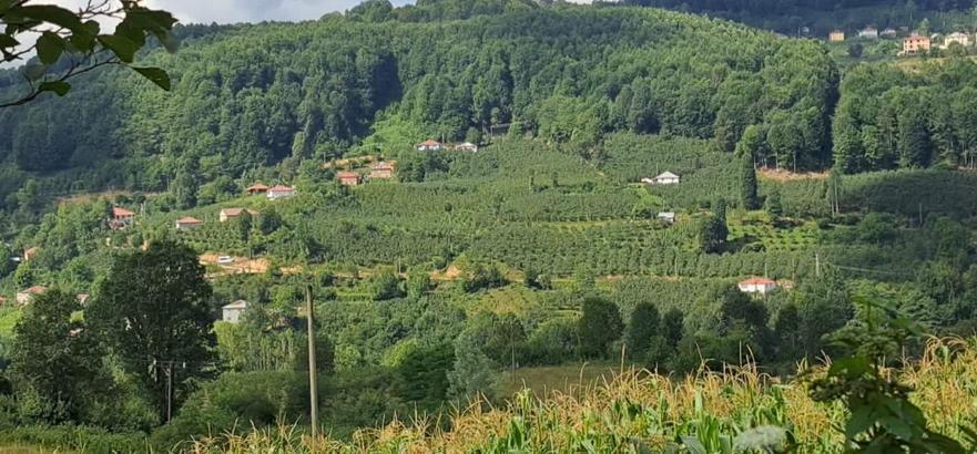 Ordu’da internet direkleri ve kabloları çalındı