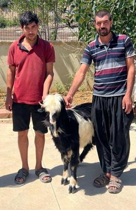 Hırsızların çaldığı keçi bulunup, sahibine teslim edildi