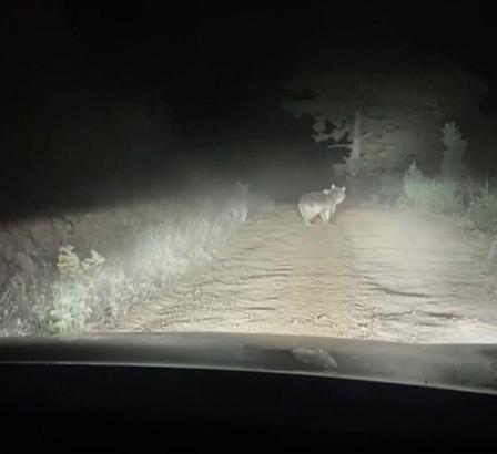 Ayı ve yavrusunun taksiye saldırma anı kamerada