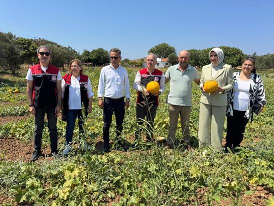 Çeşme kavununda hasat zamanı