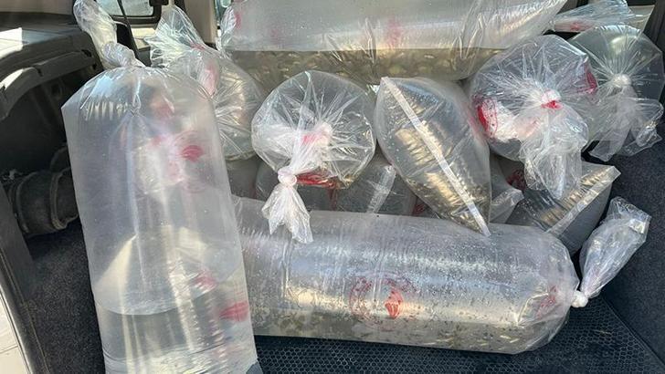 6 milyon 416 bin sazan yavrusu, 9 ilde sulara bırakıldı