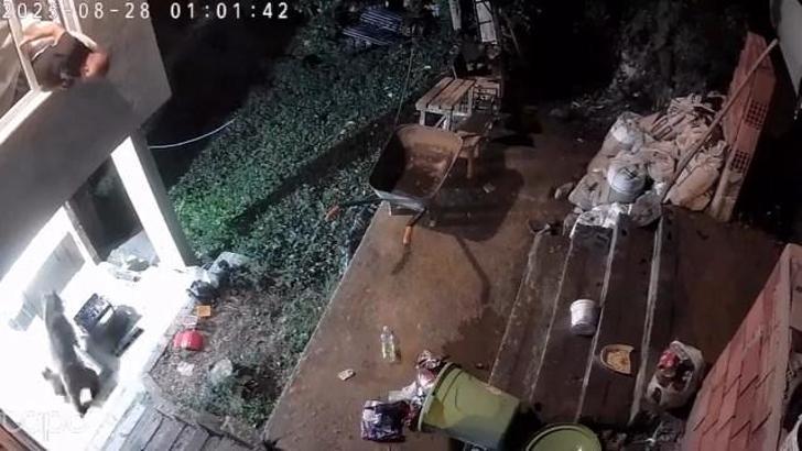 Rize'de yiyecek arayan ayı ve yavruları kamerada