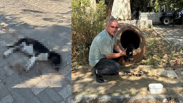 İzmir'de zehirlendiği iddia edilen 10 köpek ile 5 kedi öldü