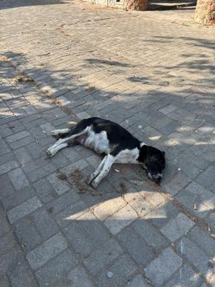 İzmir'de zehirlendiği iddia edilen 10 köpek ile 5 kedi öldü