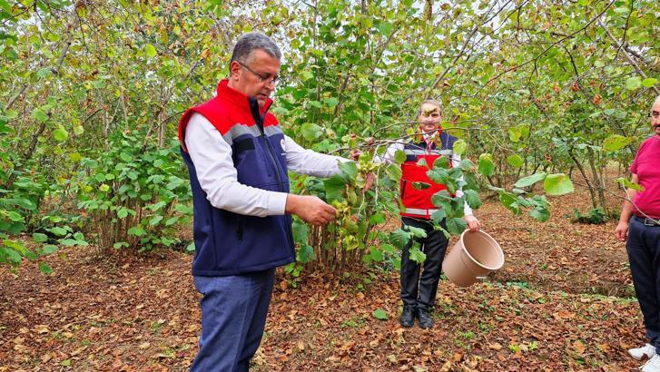 Samsun'da don vurdu, fındık rekoltesi düştü
