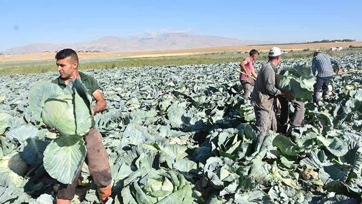 Türkiye’nin lahana üretiminin yüzde 20’sini karşılayan Niğde’de hasat zamanı