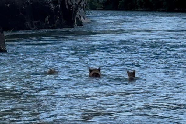 Bozayı ve yavrularının Munzur Nehri'nde serinleme keyfi