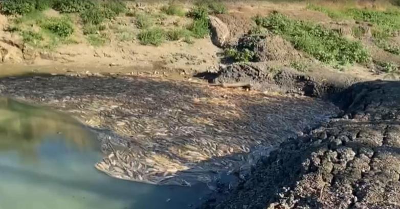 Çanakkale'de kısmen kuruyan çayda toplu balık ölümleri sürüyor