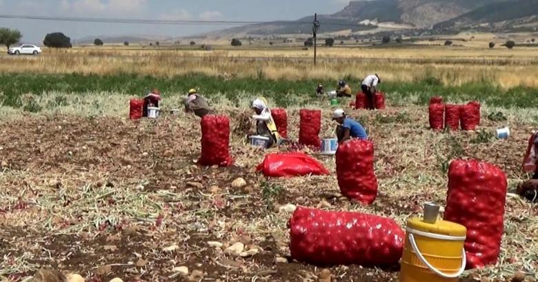 Gaziantep- Hasadı yapılan soğan tarlada 3 TL'ye satılıyor /Video eklendi