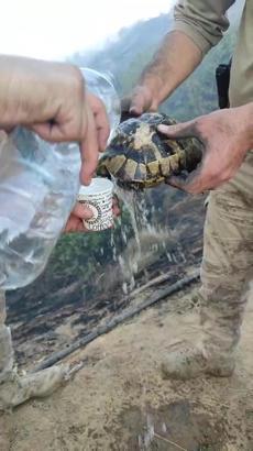 Yangından etkilenen kaplumbağa, ekipler tarafından kurtarıldı