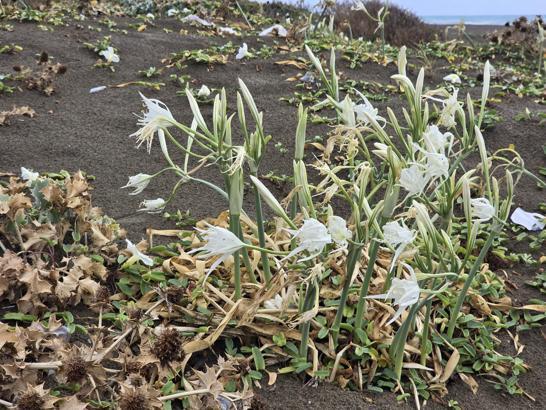 Sahilde kum zambağı güzelliği; koparana 557 bin TL ceza