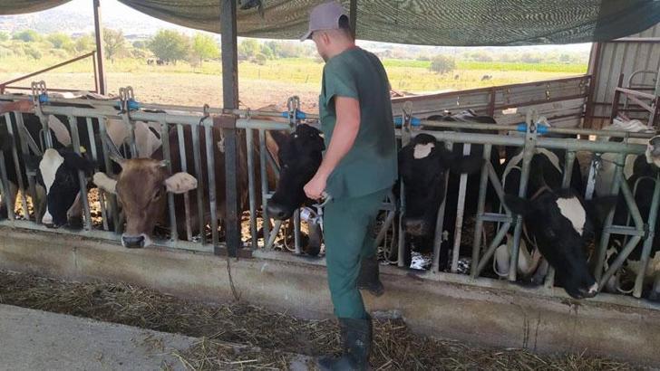 Aydın'da 'şap' karantinası