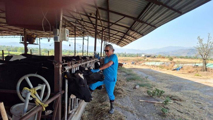 Aydın'da 'şap' karantinası