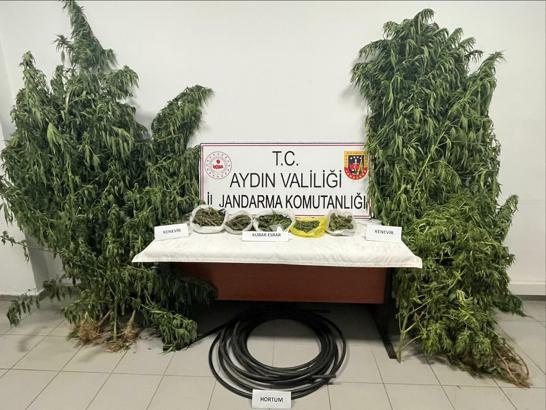 Bahçesinde Hint keneviri yetiştiren şüpheli tutuklandı