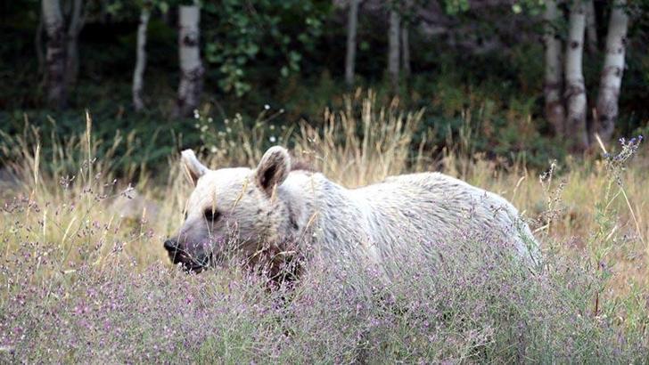 Nemrut Krater Gölü ve Kalderası, 15 gün ziyarete kapatıldı