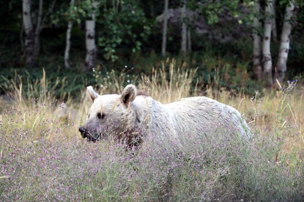 Nemrut Krater Gölü ve Kalderası, 15 gün ziyarete kapatıldı