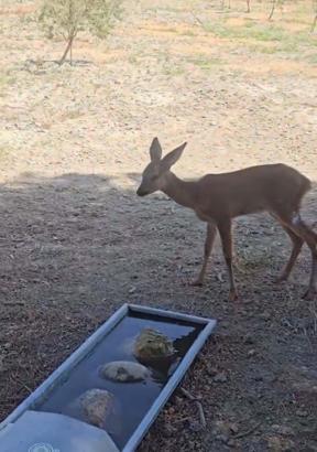 Tekirdağ yangınında yaralanan karaca tedavisi sonrası doğal ortamına bırakıldı