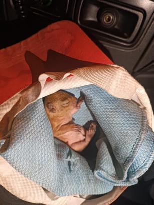 İtfaiye, yuvasından düşen yavru sincabı kurtardı