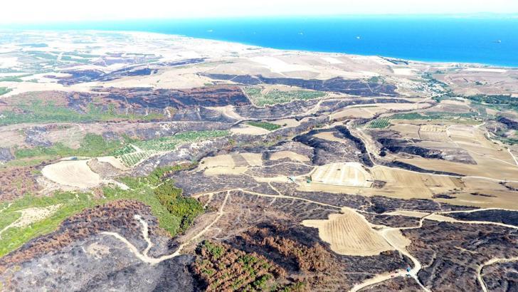 Tekirdağ'da yanan orman temizleniyor, kesilen ağaçlar istifleniyor