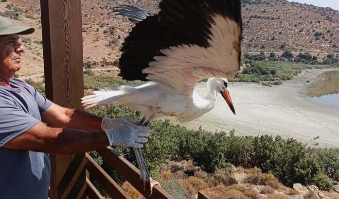 Yuvadan düşüp korumaya alınan  yavru leylek ‘Kibar’ doğaya salındı