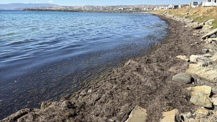 Tekirdağ kıyılarını yosun kapladı