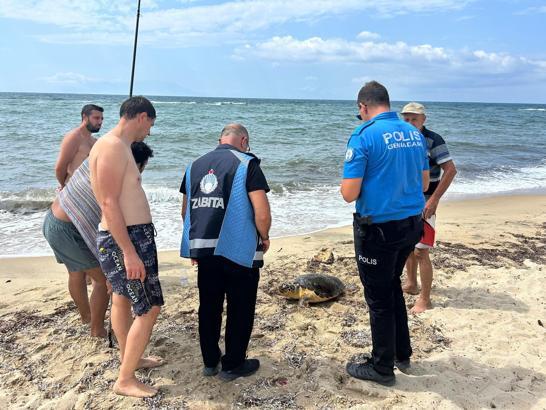 Yaralı caretta caretta tedaviye alındı