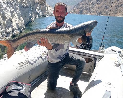 Elazığ’da amatör balıkçının oltasına 1,5 metrelik şabut takıldı