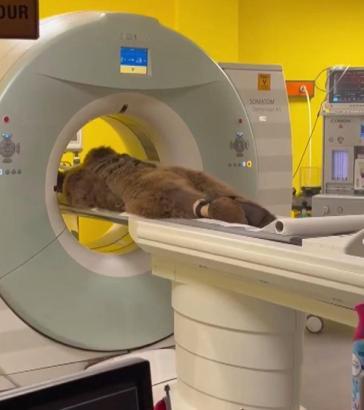 İstanbul - Çekmeköy'de bakım merkezinde rahatsızlanan 'Okan' isimli ayının MR'ı çekildi; tedavi edildi