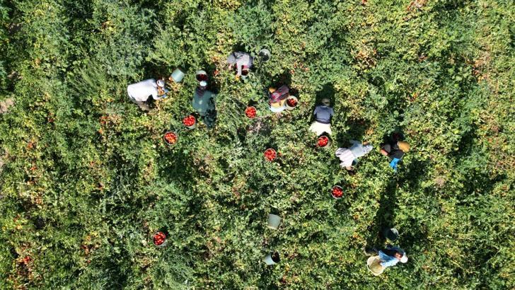 Kayseri’de salçalık domates hasadı başladı