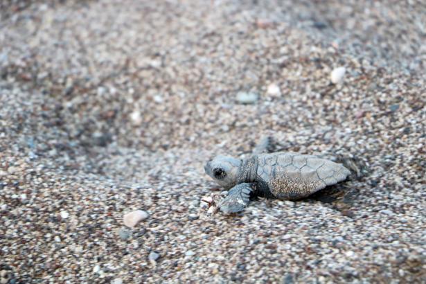 Çıralı'daki çeyrek asırlık gönüllü deniz kaplumbağası koruyucularına plaket