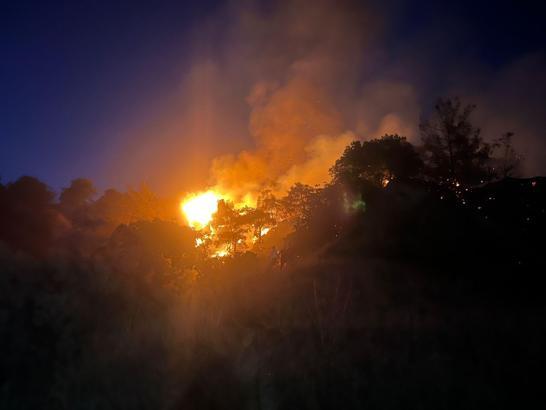 Aydın'da zeytinlik yangını