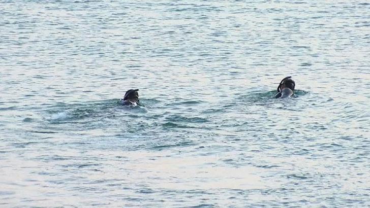 Küçükçekmece’de denizde hareketsiz kişi ihbarını araştıran ekipler, hayvan bağırsağı buldu