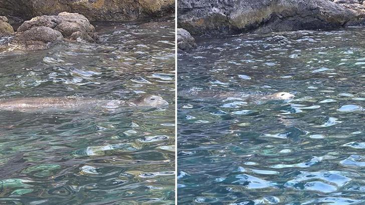 Fethiye'de nesli tükenme tehlikesindeki Akdeniz foku görüntülendi