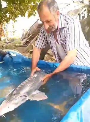 Palu’da amatör balıkçının oltasına 15 kiloluk Sibirya mersin balığı takıldı