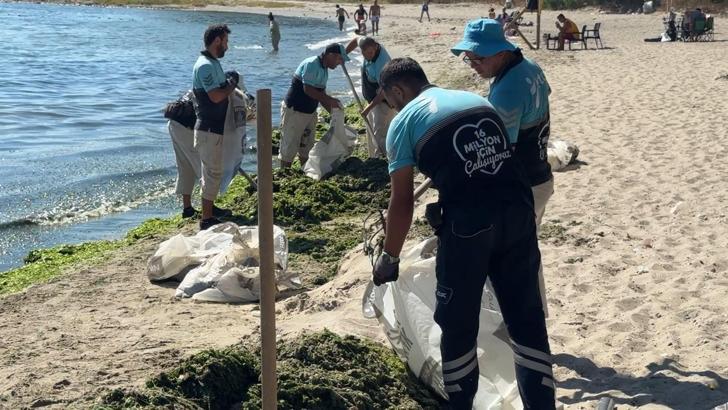 Avcılar sahilinde bir günde 50 ton yosun toplandı