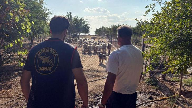 Çalınan koyunlar 50 saatlik görüntü incelenerek bulundu