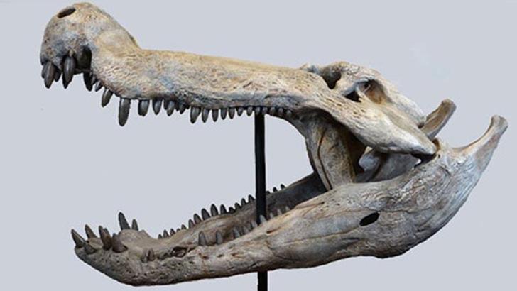 Dinozorlarla beslenen bir timsah keşfedildi