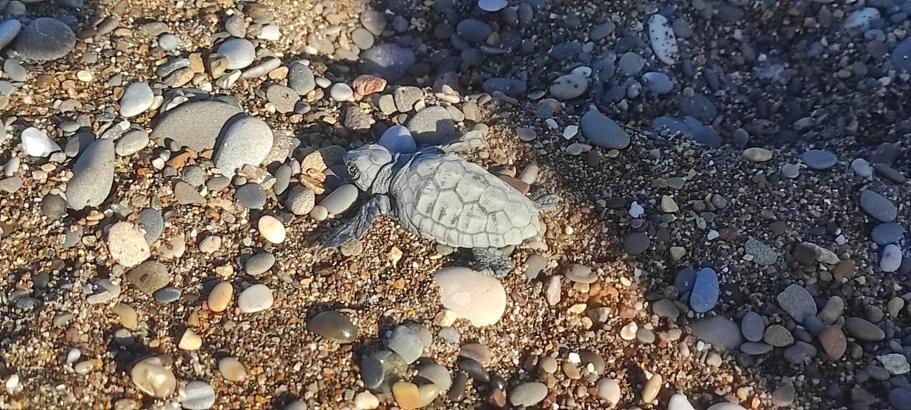 Yavru kaplumbağa yuvadan çıkıp denize ulaştı
