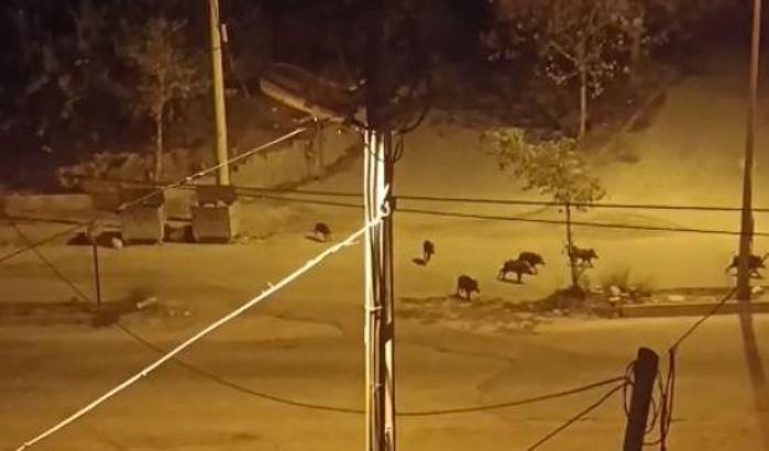 Hatay’da aç kalan domuz sürüsünün şehre indiği anlar kamerada