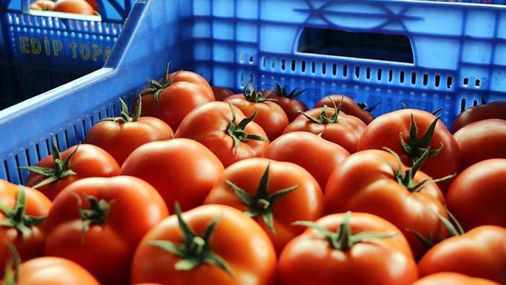 Antalya'da, Ukrayna'nın domates ve salatalıkta anti-damping kararının etkileri raporu hazırlandı