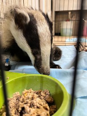 Bahçede bulunan porsuk korumaya alındı