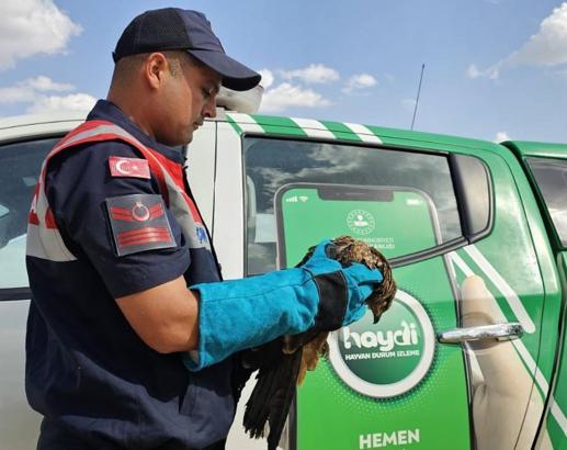 Muş’ta yaralı kartal tedaviye alındı