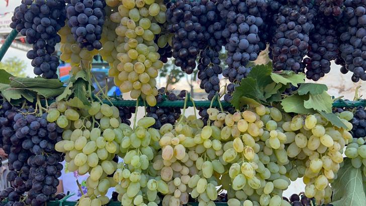 53'üncü Ürgüp Uluslararası Bağbozumu festivali başladı