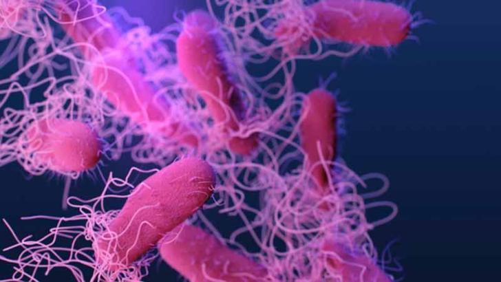 ABD’de salmonella alarmı