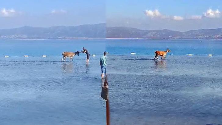 Salda Gölü'ne giren kızılgeyik tatilcilere kendini sevdirdi
