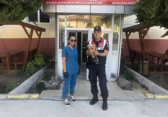 Yaralı kızıl şahin tedavi altına alındı