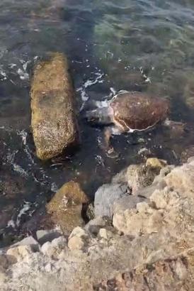 Çanakkale’de deniz kaplumbağası ölüsü sahile vurdu