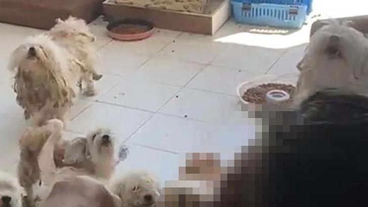 İzmir'de 20 köpeği sağlıksız şekilde evde tutan kadına 830 bin TL ceza