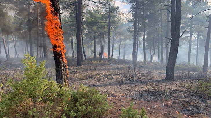Yıldırım düşen ormanda çıkan yangında 1 hektar alan zarar gördü